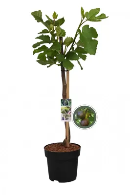 Vijgenboom Vijgenboom