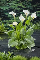Waterplant Zantedeschia aethiopica - thumbnail