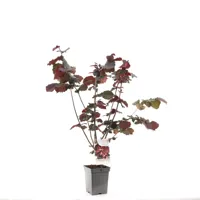 Hazelaar (corylus avellana "Rode Zeller") notenboom - thumbnail