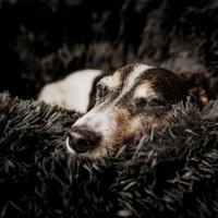 DISTRICT70 Huisdierenmand FUZZ L donkergrijs - thumbnail