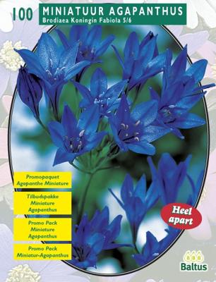 Zomer Bloembollen Brodiaea Fabiola per 100 Baltus - Baltus