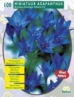 Zomer Bloembollen Brodiaea Fabiola per 100 Baltus - Baltus - thumbnail