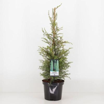 Juniperus communis suecica 75 cm Conifeer Jeneverbes Warentuin Natuurlijk - Warentuin natuurlijk