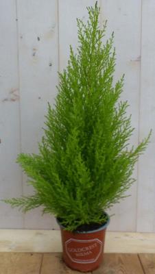 Kamerconifeer Cupressaceae kamerplant Warentuin Natuurlijk - Warentuin natuurlijk