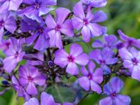 Vlambloem - thumbnail