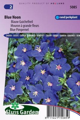 Anagalis Monelli zaden Blue Noon