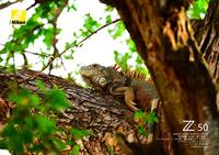 Nikon NIKKOR Z DX 50-250mm F/4.5-6.3 VR - thumbnail