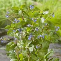 Beekpunge (Veronica beccabunga) moerasplant (6-stuks) - thumbnail