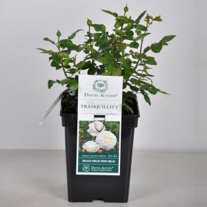 Engelse roos (rosa "Tranquillity"®) - C5 - 1 stuks