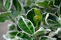 Kardinaalshoed - thumbnail