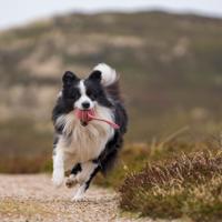 HUNTER Hondenspeeltje Werpbal Inari, rood - thumbnail