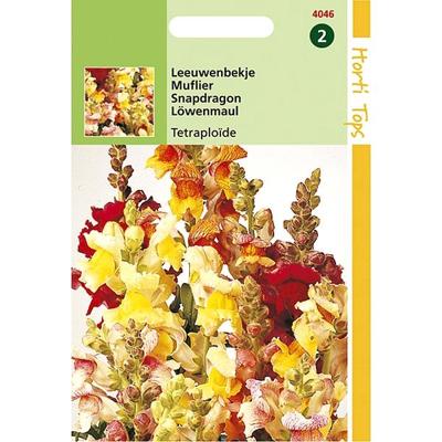 Antirrhinum Majus Nanum Tetraploide Gemengd - Hortitops Antirrhinum Majus Nanum Tetraploide Gemengd - Hortitops
