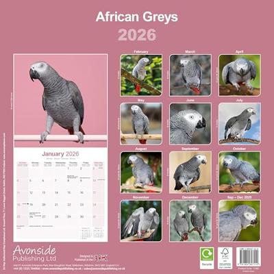 African Greys Calendar 2026 Square Bird Wall Calendar - 16 Month
