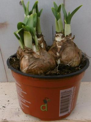3 stuks! Bolletjes Narcis in groot potje Voorjaarsbollen Warentuin Natuurlijk - Warentuin natuurlijk