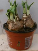 3 stuks! Bolletjes Narcis in groot potje Voorjaarsbollen Warentuin Natuurlijk - Warentuin natuurlijk - thumbnail
