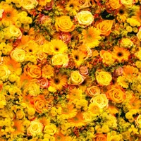 Alexsar Art Tuinschilderij gele rozen 70x70cm - thumbnail