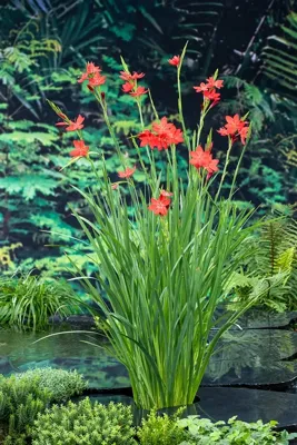 Waterplant Schizostylis coccinea