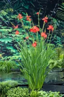 Waterplant Schizostylis coccinea - thumbnail