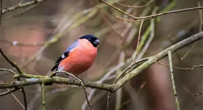 Alexsar Art Tuinschilderij goudvink 130x70cm