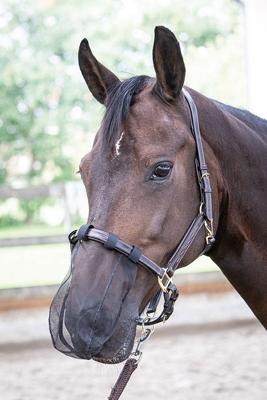 Harrys Horse neus/pollen net zwart maat:pony