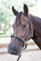 Harrys Horse neus/pollen net zwart maat:pony - thumbnail