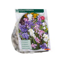 Boshyacint - thumbnail