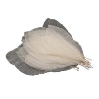 Lange Bladskeletten, 24st. - thumbnail