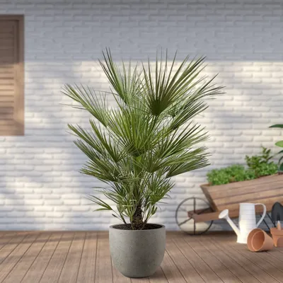 Chamaerops Humilis - Europese Dwergpalm - P30