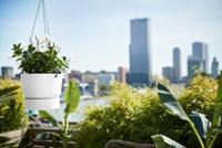 Elho greenville white hanging basket - thumbnail