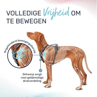 Hondentuigje Company of Animals Turkoois XS 20-32 cm