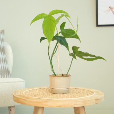 Philodendron Camposportoanum - P9 Philodendron Camposportoanum - P9