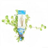 Rotala rotundifolia - 10 stuks - aquarium plant - thumbnail