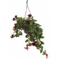 Lipstick plant - Aeschynanthus Mona Lisa - P17 - thumbnail