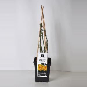 Klimroos (rosa "Golden Gate"®) - C5 - 1 stuks