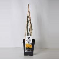 Klimroos (rosa "Golden Gate"®) - C5 - 1 stuks - thumbnail