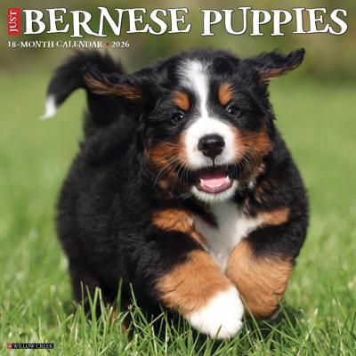 Berner Sennen Puppies Kalender 2026