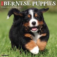 Berner Sennen Puppies Kalender 2026 - thumbnail