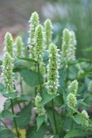 Dropplant - thumbnail