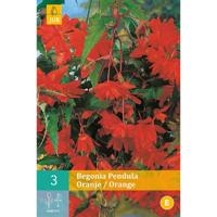 Begonia pendula oranje - thumbnail