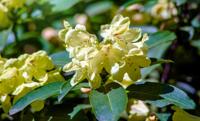 Dwergrhododendron - thumbnail