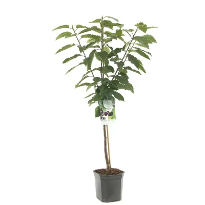 Prunus avium Sunburst Zoete kers laagstam fruitplant Fruithof - Fruithof