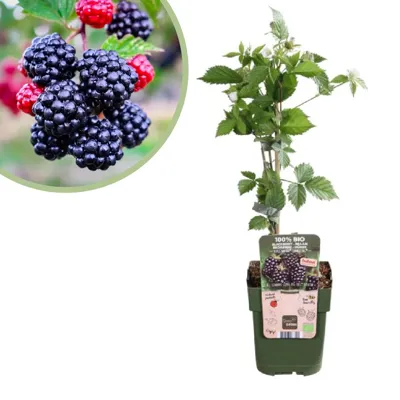 Rubus Navaho Summerlong - Bramenstruik - P13 Rubus Navaho Summerlong - Bramenstruik - P13