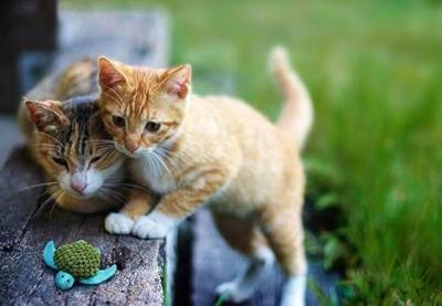 KONG KAT CATNIP NAVULLING 30 GR