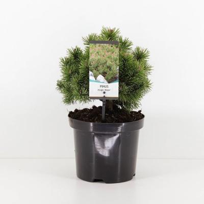 Pinus mugo mops 20-25 cm Conifeer Bergden Warentuin Natuurlijk - Warentuin natuurlijk