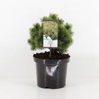 Pinus mugo mops 20-25 cm Conifeer Bergden Warentuin Natuurlijk - Warentuin natuurlijk - thumbnail