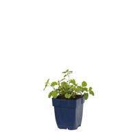 Nepeta faassenii vaste plant Griffioen - Griffioen - thumbnail