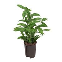Dracaena surculosa XS hydrocultuur plant - thumbnail