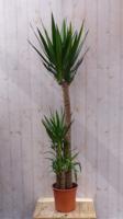 Palmlelie Yucca Elephantipes potmaat 21 cm H70-90 cm 2 stammen kamerplant Warentuin Natuurlijk - Warentuin natuurlijk - thumbnail