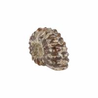 Fossiel Ammoniet 'Tractorwiel' (2-3 cm) - thumbnail