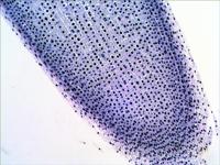 Levenhuk 29277 Microscoop objectdrager Microscoop objectdrager - thumbnail